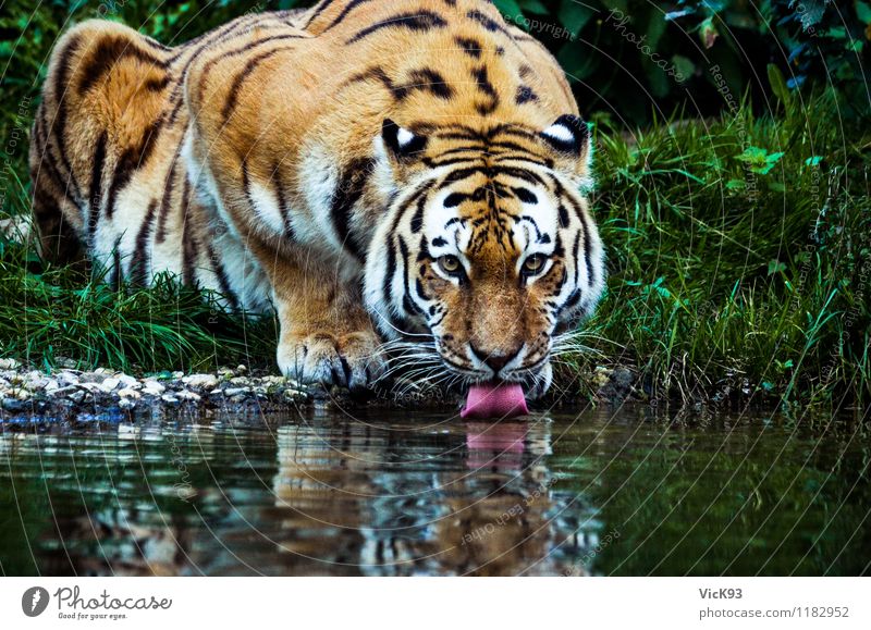 Tiger Tier Wasser Flussufer Wildtier Katze 1 sitzen trinken nass natürlich Umweltschutz Durst Durstlöscher Zunge Farbfoto Außenaufnahme Nahaufnahme Tierporträt