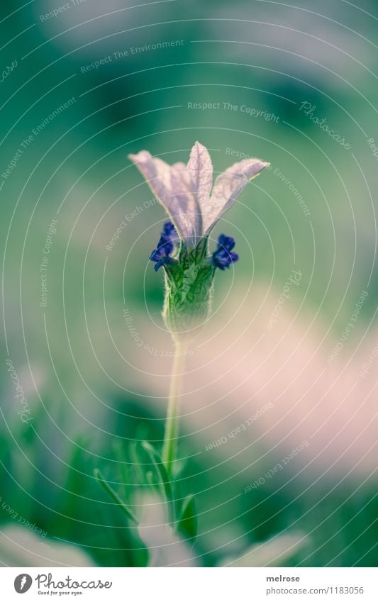 Schmetterlings-Lavendel elegant Stil Pflanze Frühling Schönes Wetter Blume Gras Sträucher Blatt Blüte Wildpflanze Topfpflanze Schmetterlingslavendel Blütenstiel