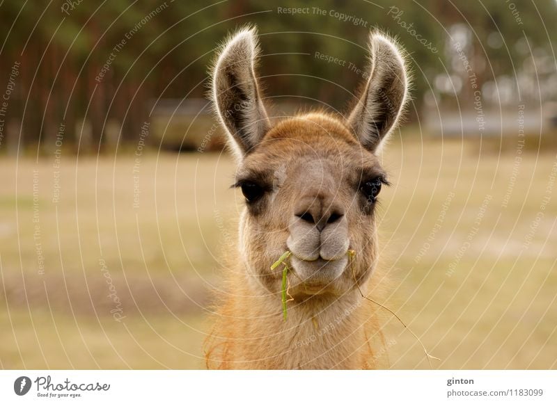 Lustiges Lama Tier Gras Nutztier 1 Fressen hören Freundlichkeit lustig Neugier Wachsamkeit Kamel Lasttier Kopf Porträt Kopfporträt Ohren große Ohren