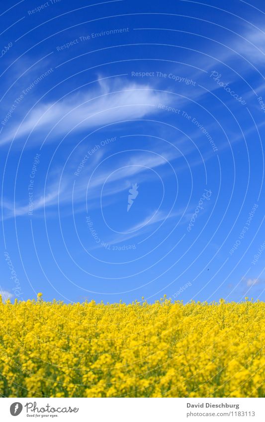 Blau/gelbe Symphonie Ferien & Urlaub & Reisen Landwirtschaft Forstwirtschaft Natur Landschaft Pflanze Tier Himmel Wolken Frühling Sommer Schönes Wetter Blüte