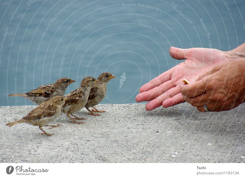 schön der Reihe nach Hand Finger Wasser Tier Vogel 4 Fressen füttern Neugier blau braun grau Tierliebe Natur Tiere Spatzen füttern zutraulich Vögel füttern