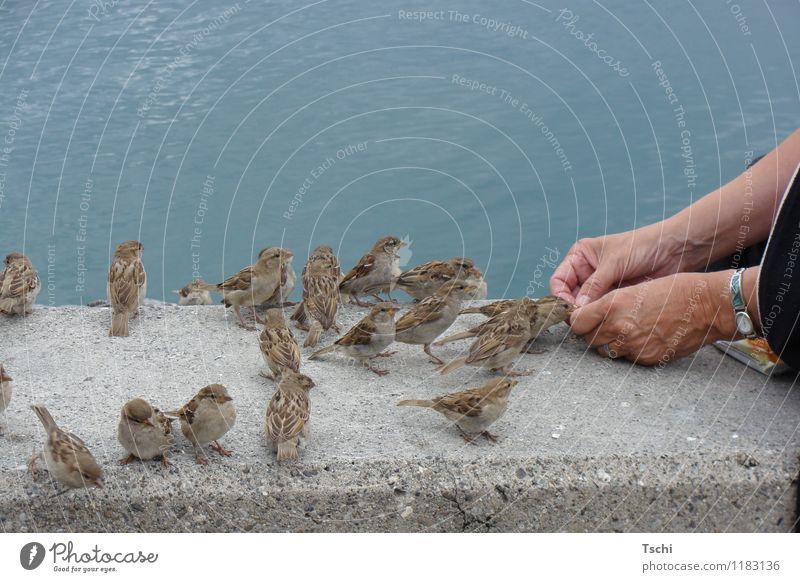 Spatzenplausch Hand Finger Wasser Tier Vogel Tiergruppe Fressen füttern Neugier blau braun grau Natur Tiere Vögel füttern Sparrow Gedeckte Farben Außenaufnahme