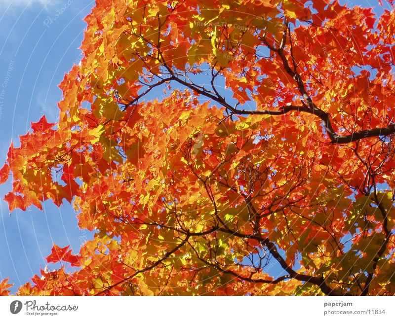 Indian Summer Baum Blatt rot gelb Färbung Ahorn Ast Zweig Herbstlaub USA Foliage