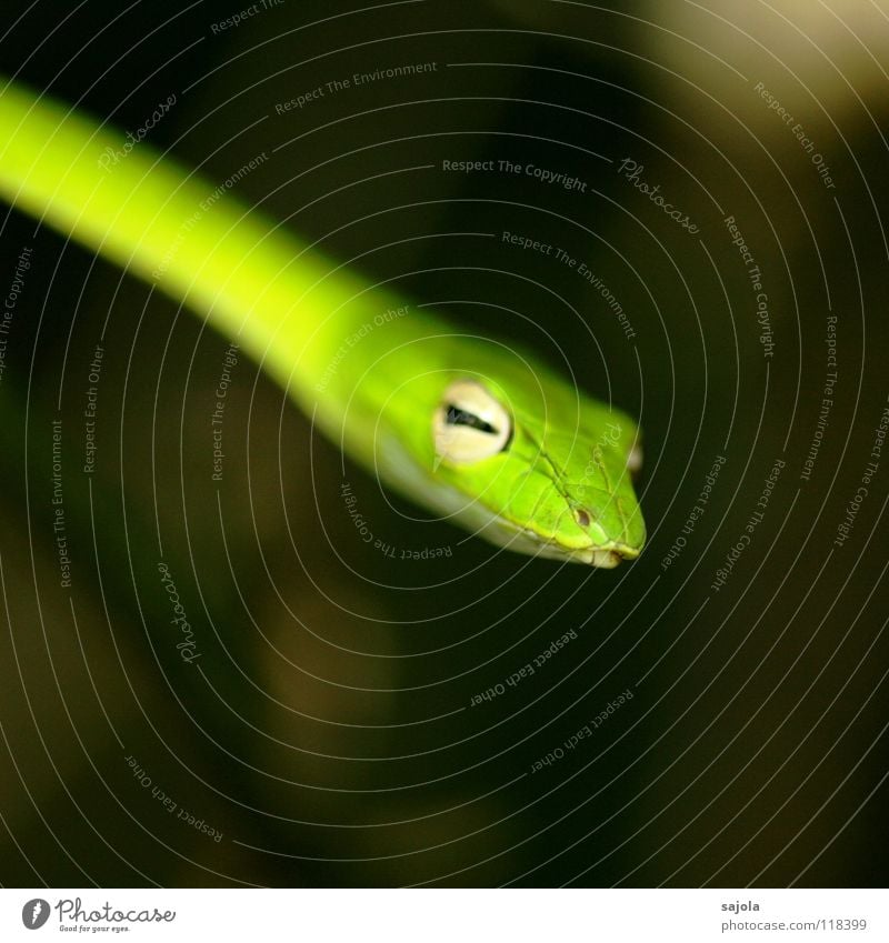 rückzug! Tier Wildtier Schlange Tiergesicht 1 grün Natter Auge Kopf Reptil Gift Rückzug Botanischer Garten Singapore Asien Schlitz peitschennatter Farbfoto
