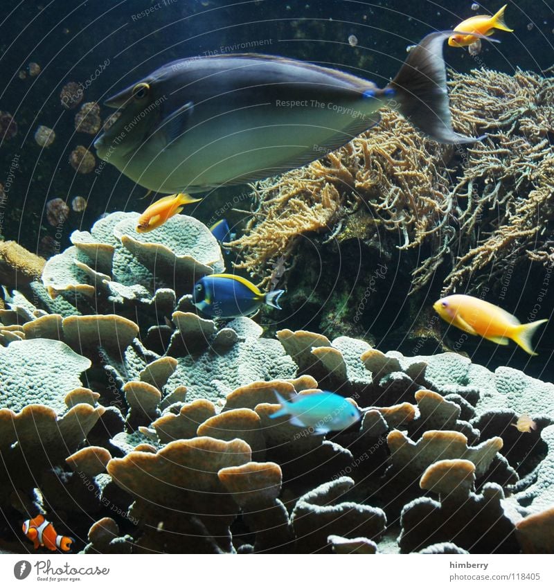 fishtank VI Aquarium Korallen Meer Fisch Wasser