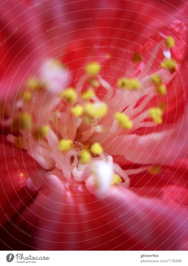 geöffnet! Blüte Blume Tulpe Frühling purpur rosa gelb Pflanze offen Strahlung Staubfäden Blütenblatt Unschärfe Natur pollensack bestätigt :-)