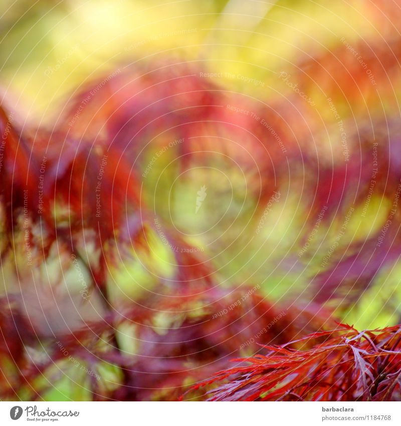 bewegter Ahorn Natur Pflanze Wind Sträucher Blatt Ahornblatt Garten leuchten hell viele wild gelb rot Stimmung Warmherzigkeit Bewegung exotisch Farbe