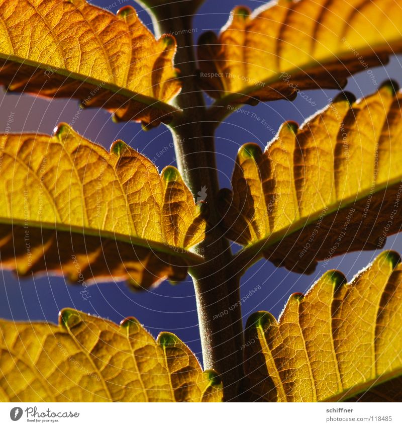 <100> Details am Blattstil Stil Sommer Pflanze Beleuchtung hell Blattstruktur Sonne Wärme Farbe gold Detailaufnahme Makroaufnahme