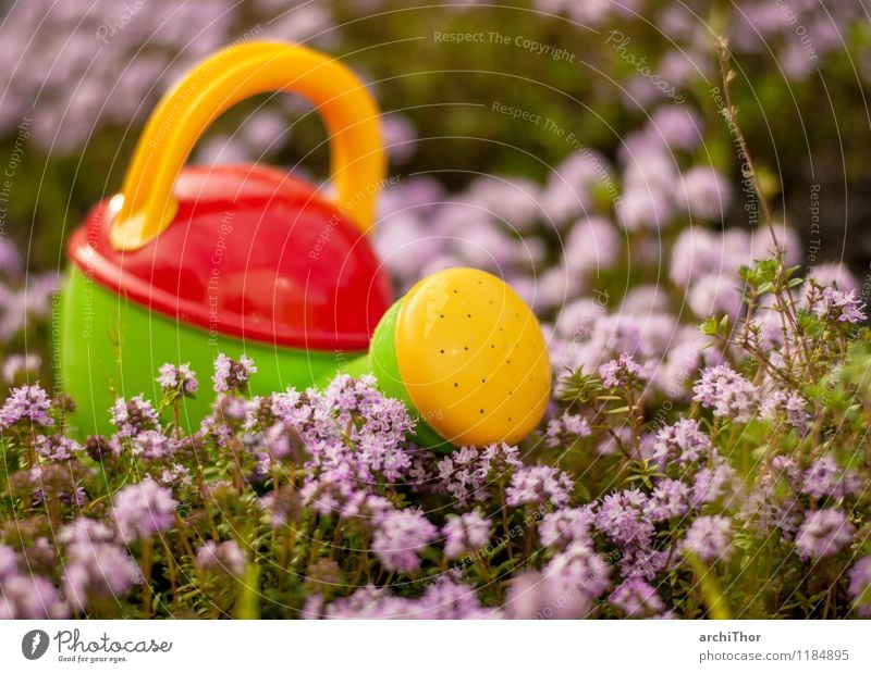 Profiwerkzeug Gartenarbeit Sommer Natur Pflanze Frühling Thymian Gießkanne Spielzeug Kindergießkanne Kunststoff Blühend niedlich gelb grün violett orange rot