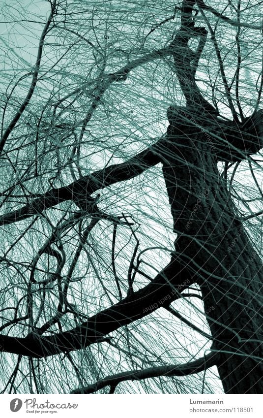 Weidenbaum Baum Baumstamm verzweigt Geäst Winter kalt dunkel Dämmerung unheimlich bedrohlich Leben seltsam geheimnisvoll Märchen fantastisch Zauberei u. Magie