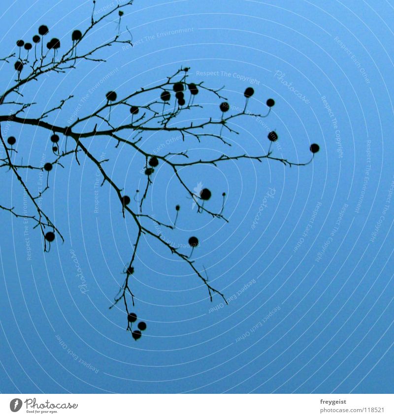 Little Dots Quaste Baum schwarz Natur dots Punkt Ast tree Himmel blau blue black anni k.