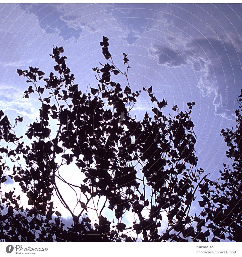 Zartwölkchen Wolken zart Licht Morgen Stimmung Sträucher Baum Blatt Physik Sommer Wildnis Rügen Strand Hecke Pflanze Machete durcheinander Unwetterwarnung