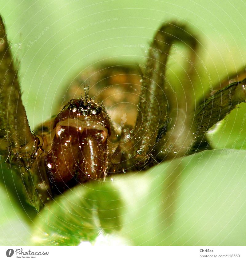 Einen schönen guten morgen : Blattspinne_02 Spinne Tier grün Wassertropfen Spinnennetz Insekt Nordwalde Angst Panik Makroaufnahme Nahaufnahme topfen