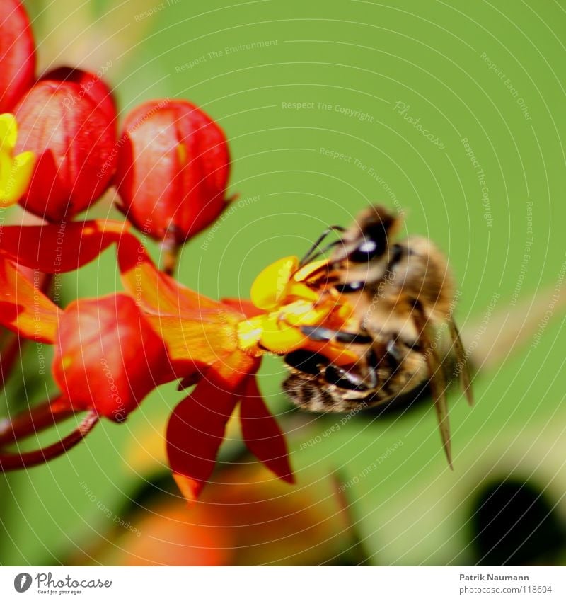 Das Honigkomplott . Blüte Blume Pollen Insekt Biene Wespen rot gelb grün nah Nahaufnahme Sammlung Stock Bienenstock Imker Pflanze Tier Sommer Frühling frisch