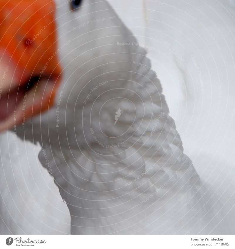 Gans in Weiß weiß Schnabel Feder Federvieh Vogel Nutztier Tier Hausgans Entenvögel Neugier Erpel Vogelgrippe geflügelzucht gänsekopf geflügelhaltung gänsezucht