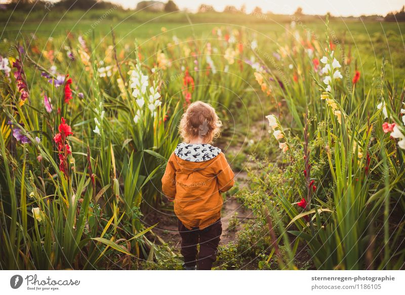 Gladiolenkind Kind Kleinkind Mädchen Junge 1-3 Jahre Freiheit Natur träumen Blumenwiese Gegenlicht Locken Wachstum lernen schön Sommer Herbst Abend Farbfoto