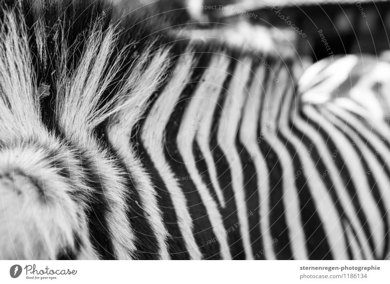 streifenhörnchen Tier Wildtier Zoo Streichelzoo füttern Zebra Streifen Schwarzweißfoto Haare & Frisuren Außenaufnahme Kontrast Schwache Tiefenschärfe