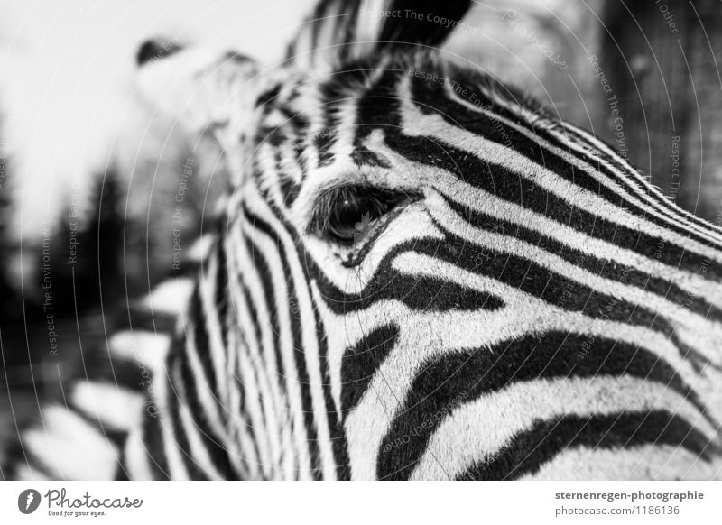 Auge um Auge, Streif um Streifen. Tier Wildtier Fell Zoo Streichelzoo 1 Blick Zebra Schwarzweißfoto Außenaufnahme Weitwinkel