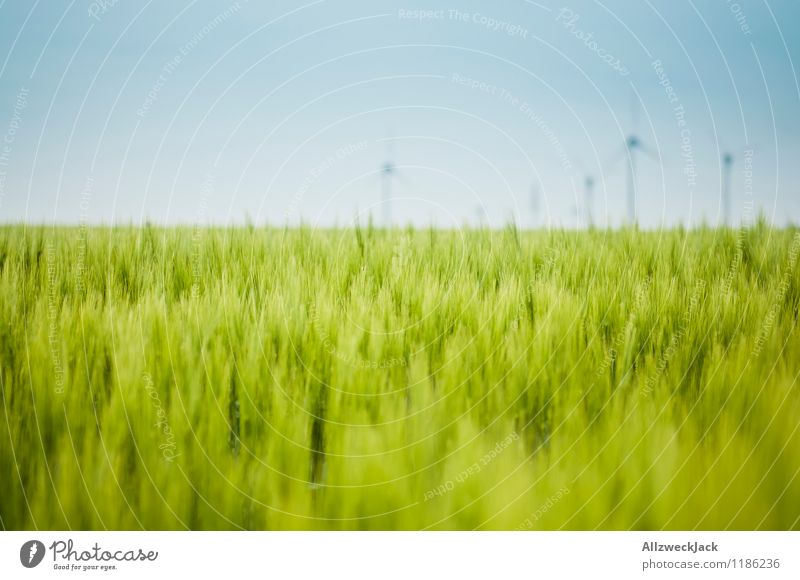 Grünzeug und Energie Energiewirtschaft Erneuerbare Energie Windkraftanlage Natur Wolkenloser Himmel Schönes Wetter Nutzpflanze Getreidefeld Weizen Feld saftig