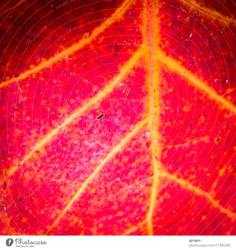 I keep going loving you. Natur Pflanze Feuer Frühling Blatt gelb rot hell dunkel Blattadern verzweigt fließen Farbe Bildausschnitt glühen Farbfoto Außenaufnahme
