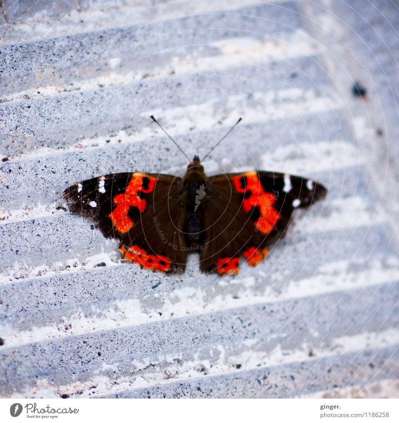 Wenn Schmetterlinge Pause machen... Tier Flügel 1 grau rot schwarz weiß Muster Fühler Stein Steinboden Furche klein bewegungslos Bodenbelag gezackt Kerben schön
