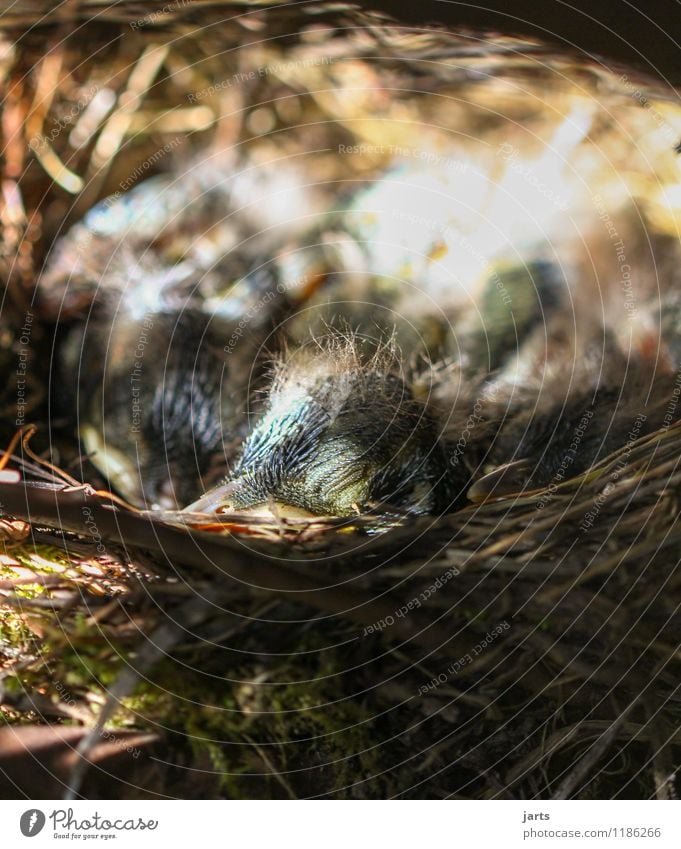 nickerchen Tier Wildtier Vogel 4 Tierjunges schlafen Schutz Tierliebe ruhig Natur Küken Amsel Nest Nestwärme Sicherheit Farbfoto Außenaufnahme Nahaufnahme
