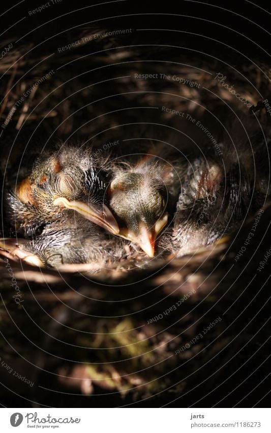 stille Tier Wildtier Vogel 4 Tierjunges schlafen nackt ruhig Natur Küken Amsel Nest Farbfoto Außenaufnahme Nahaufnahme Menschenleer Textfreiraum oben