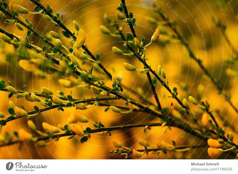 Ginster Umwelt Natur Pflanze Frühling Sträucher Blüte Wildpflanze Gesundheit Glück schön natürlich gelb Farbfoto mehrfarbig Außenaufnahme Schwache Tiefenschärfe