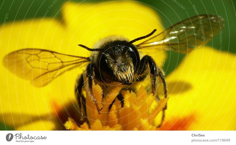 Erdbiene ( Andrena florea ) 05 Sandbiene Biene Wespen Insekt Honig fleißig gelb schwarz grün gestreift Sommer Frühling Fühler Tier Sammlung Nordwalde