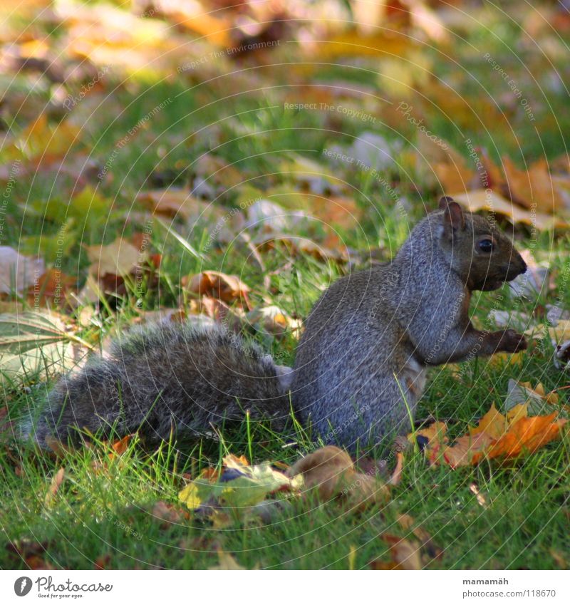 Lieblingstier: Eichhörnchen! Teil 6 Pfote buschig süß klein niedlich Baum Wiese Gras Toronto Park Geschwindigkeit braun Fell Nagetiere Säugetier squirrel