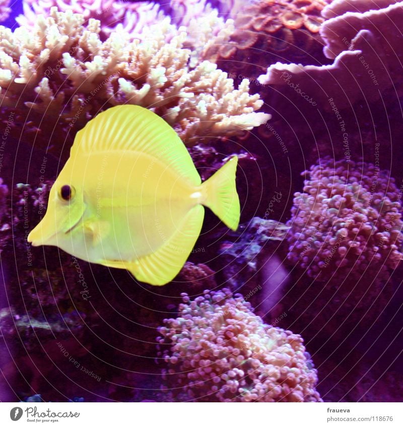 fisch Aquarium Meer gelb rot Algen Korallen Fisch Tier Pflanze fish Wasser Unterwasseraufnahme Scheune sea zitronenfisch Schwimmen & Baden