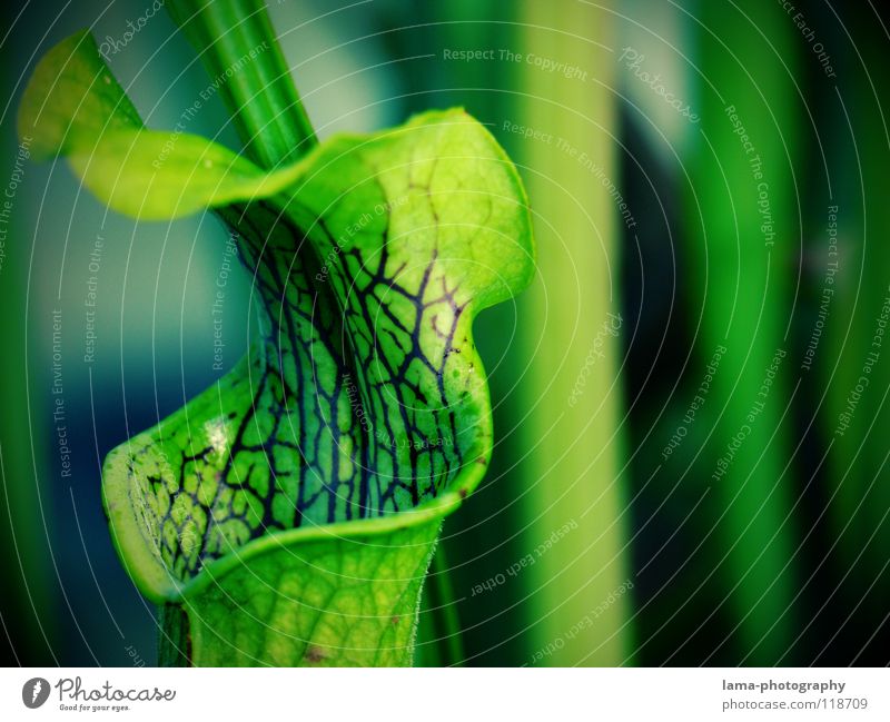 Leckermaul Fleischfresser Pflanze grün Grünpflanze Blüte gefährlich trügerisch Verdauungsystem Öffnung Tunnel Schlauch Gefäße Blume Photosynthese Borsten fangen