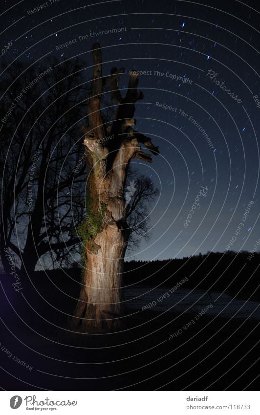 starstree Baum erleuchten Beleuchtung Nacht dunkel Feld Wald ruhig Langzeitbelichtung Landschaft Digitalkamera schwaz blau Himmel Natur schön Außenaunahme