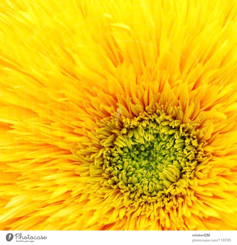 mesmerizing sun Blume Blüte Blütenblatt Mitte zentral Quadrat gelb grün Physik Natur Wachstum Beleuchtung frisch saftig schön ursprünglich