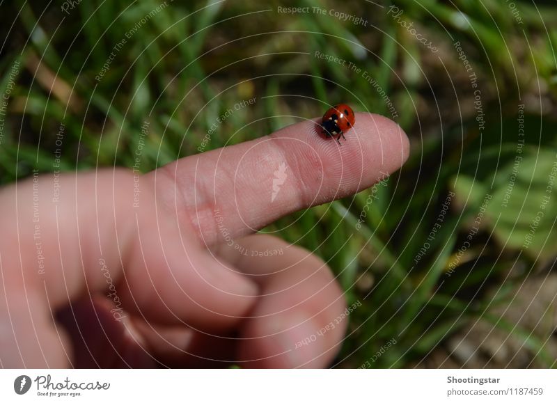 Ladybug 1 Natur Frühling Gras Wiese Accessoire Tier Käfer fliegen sitzen elegant klein nah rot Vertrauen Sicherheit Sympathie Freundschaft Freiheit Finger Hand