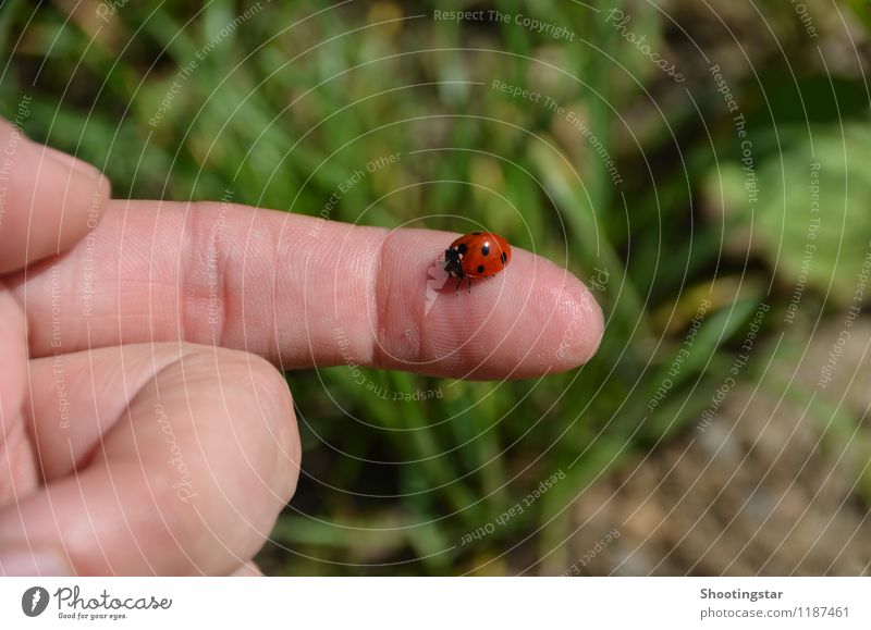 Ladybug 2 Tier Käfer 1 Zufriedenheit Vertrauen Sicherheit Glück Hand Finger Freiheit sitzen rot Punkte Farbfoto Nahaufnahme Tag Zentralperspektive