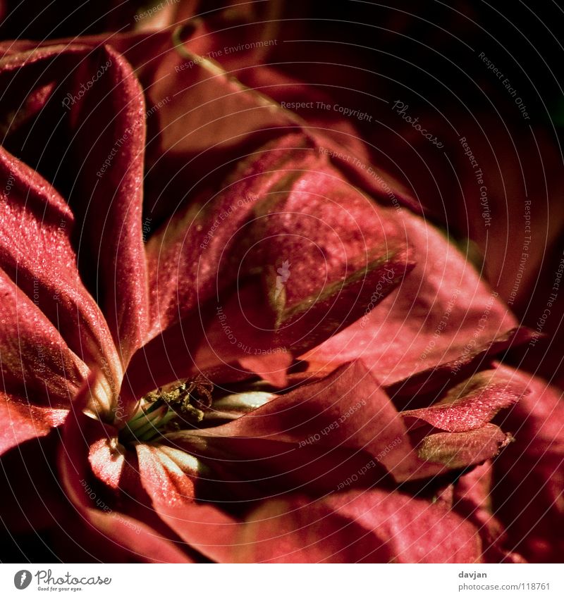 Blütenflammen Blume Blütenblatt Blütenkelch Vergänglichkeit Makroaufnahme vergrößert rot schwarz Nahaufnahme alt Zenit überschritten