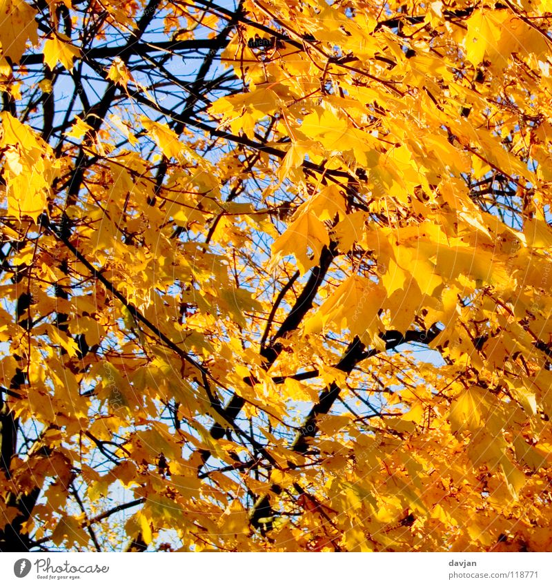 Blätterrauschen Baum Blatt Herbst gelb schön Ast Himmel orange