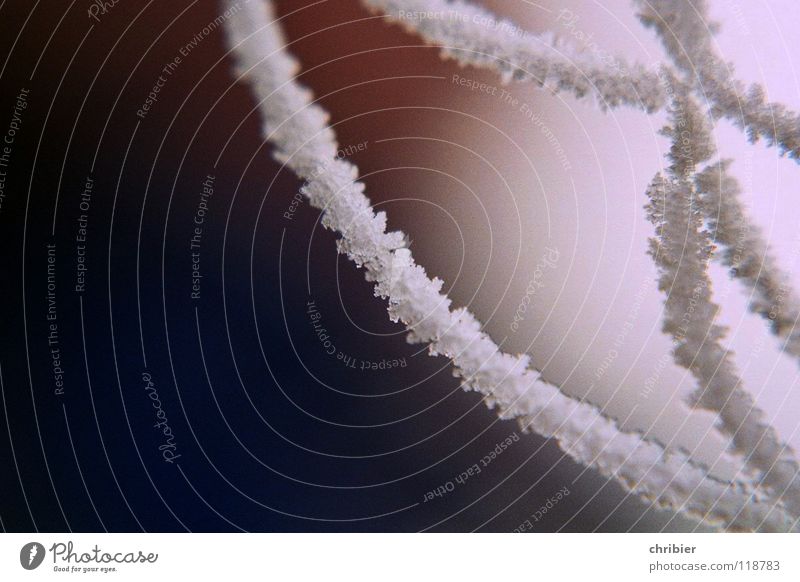 Nebelbeute Winter Schnee Eis Frost Netz schwarz weiß Spinnennetz Raureif Eiskristall Verflechtung Nahaufnahme Makroaufnahme Morgen netzartig Netzwerk