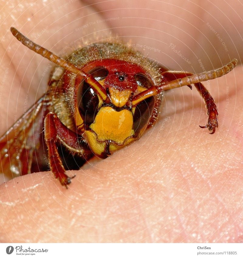 Gefangen : Hornisse ( Vespa crabro ) Hornissen Hautflügler schwarz gelb gefangen Hand Finger frontal Insekt Tier Fühler Aussehen stechen Sommer Frühling Herbst