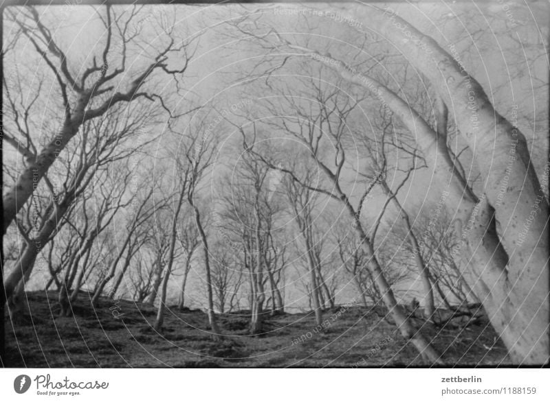 Jasmund, 1984 Wald Natur Froschperspektive stürzende linien Herbst Winter Frühling Baum Baumstamm Ast Zweig Himmel Wolkenloser Himmel Berge u. Gebirge Hügel