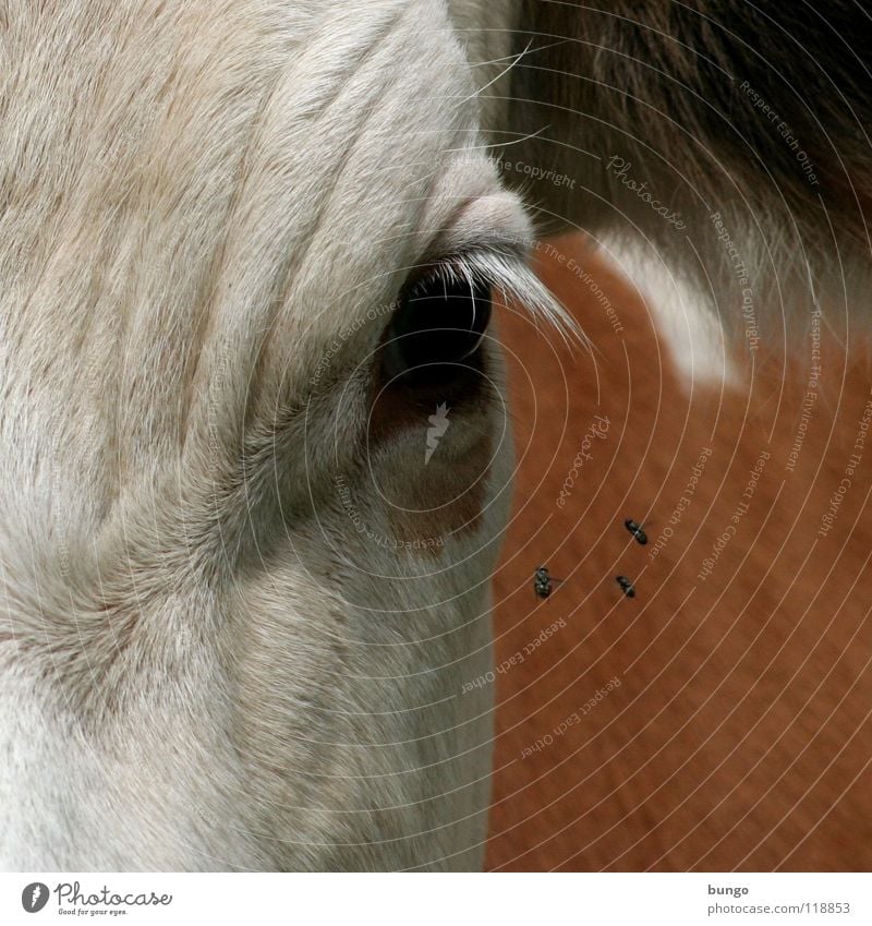 Was guckst du? Kuh Rind Tier Wimpern Fell Vieh Blick stehen Misstrauen Säugetier fliegen Ohr langweilen warten beobachten Falte Haut Auge