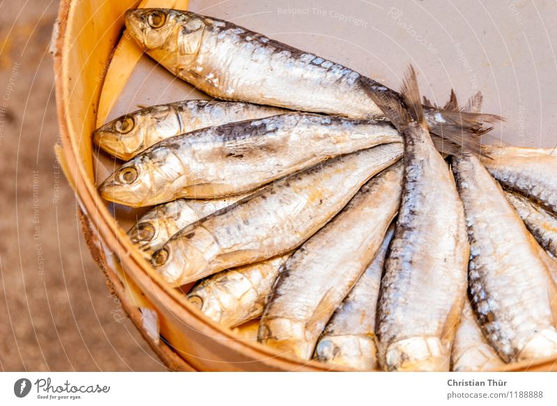 Frischer Fisch am Markt Lebensmittel Ernährung Bioprodukte Vegetarische Ernährung Diät Fasten Lifestyle kaufen Gesundheit Gesundheitswesen Gesunde Ernährung