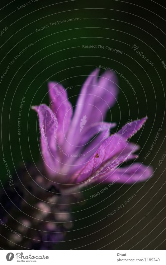 La Vendel Natur Pflanze Frühling Blüte exotisch Lavendel entdecken Erholung Blick Duft dunkel violett schwarz Stimmung Lebensfreude Frühlingsgefühle