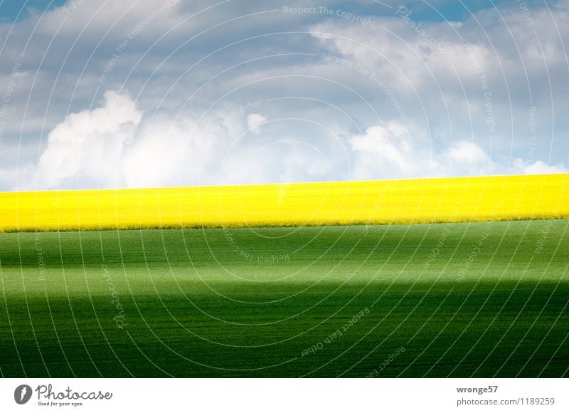 Frühsommer Umwelt Landschaft Pflanze Erde Luft Wolken Horizont Frühling Schönes Wetter Nutzpflanze Raps Rapsfeld Rapsblüte Weizen Weizenfeld Feld