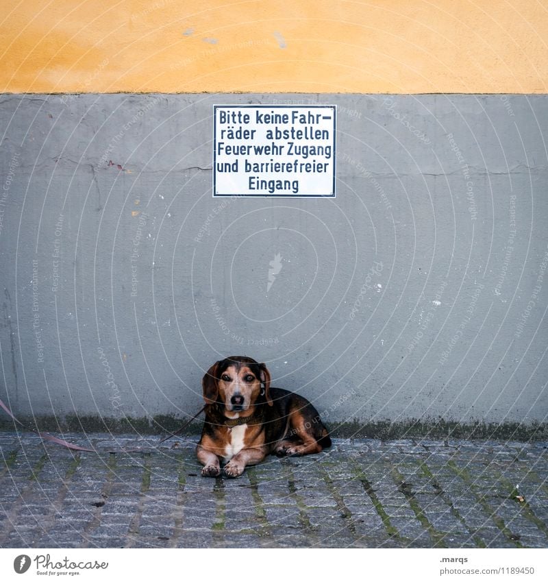 Hinweis Mauer Wand Hund 1 Tier Schilder & Markierungen Hinweisschild liegen Pause Hundeleine warten lustig Farbfoto Außenaufnahme Menschenleer Textfreiraum oben