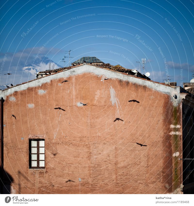 Tauben vor dem Ätna . Schneebedeckte Gipfel Vulkan Catania Italien Haus Fassade Fenster Vogel Tiergruppe blau rot Süden Horizont Abenteuer Freiheit Farbfoto
