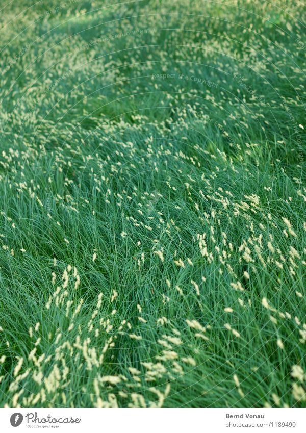spiritus ubi vult spirat Umwelt Natur Pflanze Gras Leben Wind Dynamik Wiese Richtungswechsel grün natürlich beruhigend luftig Farbfoto Außenaufnahme
