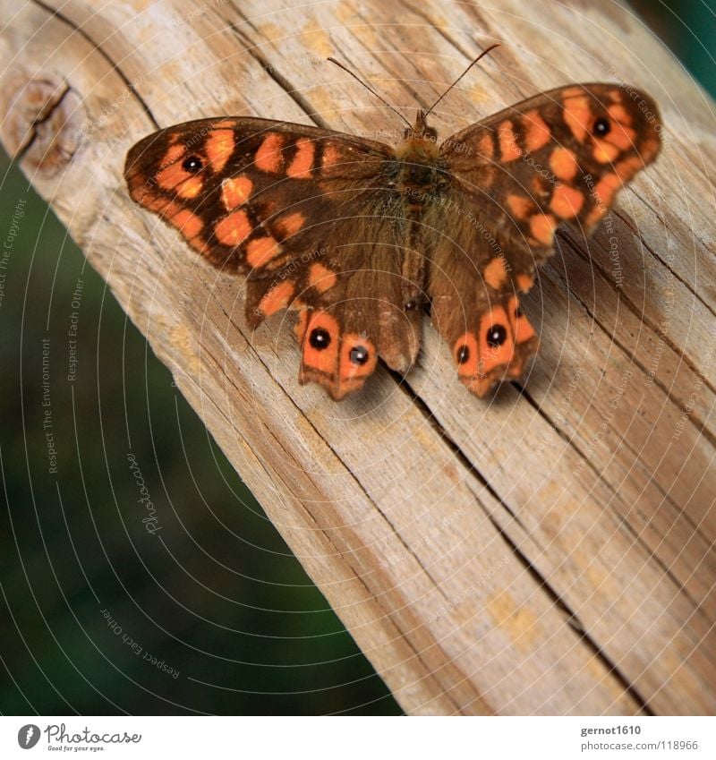 Butterfliege Schmetterling braun Holz Insekt Fluginsekt rot Makroaufnahme Nahaufnahme Flügel orange