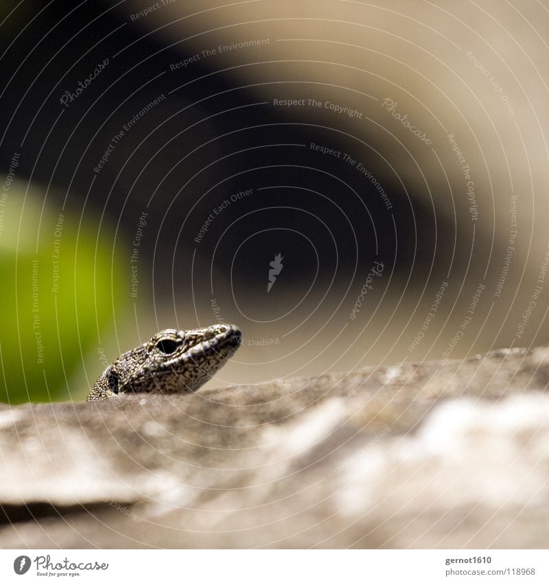 See U Reptil Echte Eidechsen beobachten Posten Neugier Wachsamkeit Schüchternheit gefährlich Blick verstecken Felsen